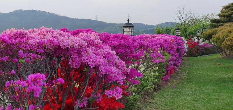 연분홍·자홍빛 철쭉 울타리와 석등, 뒷산 전경